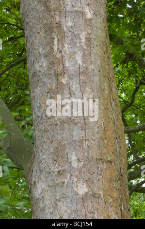 Platanus X acerifolia Cantabrigiensis Nahaufnahme von Rinde Garten Herkunft Stockfoto