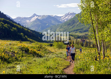 Maultiere Ohren Asteraceae Sonnenblume Familie wachsen auf einer Wiese entlang den Wald zu Fuß Trail Crested Butte Colorado USA Stockfoto