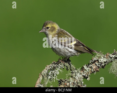 Erlenzeisig, Zuchtjahr Spinus, Weiblich, thront auf Flechten bedeckt Zweig Stockfoto