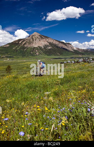 Maultiere Ohren und blauer Flachs wachsen entlang des Weges Gefahren durch Mountainbiker Crested Butte Colorado USA Stockfoto