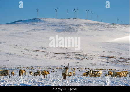 Herde Rentiere grasen auf den Flats unter dem Banner Windprojekt, Alaskas größte Windpark in westlichen Alaska Stockfoto