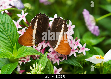 Rusty gekippt Seite Butterfly Stockfoto