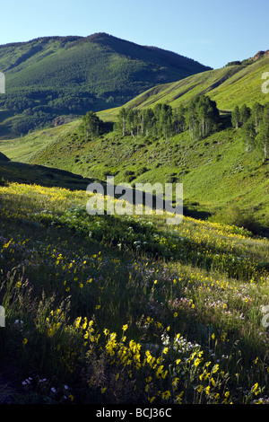 Wildblumen einschließlich blauer Flachs, wachsen Lupine und Aspen Sonnenblumen entlang Washington Schlucht in der Nähe von Mount Crested Butte Colorado USA Stockfoto