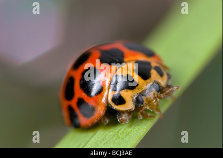 Australische gemeinsame gefleckte Marienkäfer Käfer Stockfoto