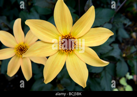 Dahlie. Einzelne blass gelbe Blume mit dunklen Mittelscheibe mit goldenen Staubgefäße. Stockfoto