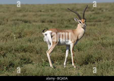 Stock Foto von zwei Grant es Gazelle Böcke zu Fuß über die kurze Grasebenen der Ndutu, Tansania, Februar 2009. Stockfoto