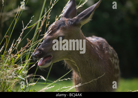Rothirsch, Cervus Elaphus, Kalb Stockfoto