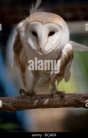 Schleiereule, Tyto Alba, thront Stockfoto