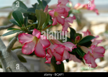 Desert Rose Impala Lily Apocynaceae Adenium Obesum aus Ostafrika oder Südarabien Stockfoto