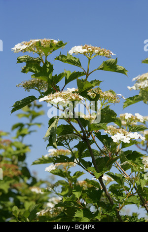 Guelder Rose Blumen, Viburnum Opulus, Adoxaceae Stockfoto