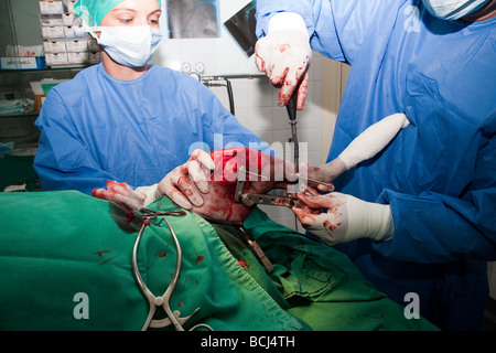 Jig-Platzierung in eine TPLO-Operation bei einem Hund Stockfoto