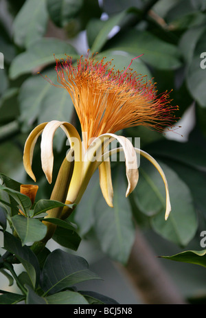 -Guayana Kastanie Baum Blume, Pachira Aquatica, Malvaceae, Mittel- und Südamerika Stockfoto