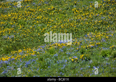 Maultiere Ohr Aspen Sonnenblumen und blauer Flachs unter Snodgrass Berg in der Nähe von Mount Crested Butte Colorado USA Stockfoto