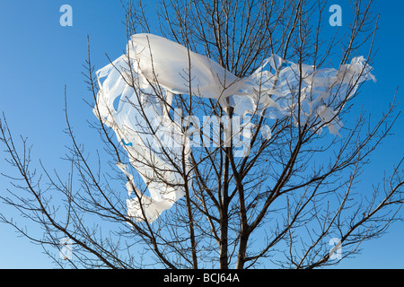 Weißer Kunststoff gefangen in Zweigen der blattlosen Baum gegen Himmel Dallas Texas USA Stockfoto