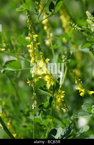 Gerippte Melilot, Melilotus Officinalis, Fabaceae Stockfoto