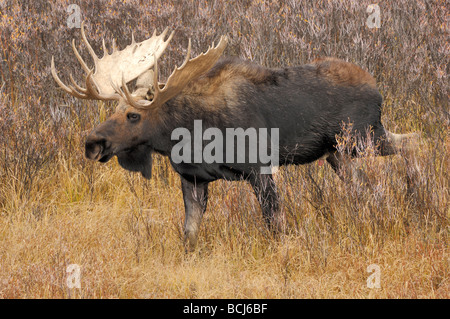 Stock Foto von einem Stier Elch im Herbst gefärbte Weiden, Grand-Teton-Nationalpark, Wyoming, Oktober 2008. Stockfoto