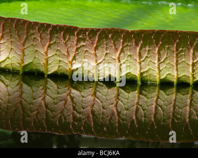 Victoria giant Lily verlässt am Teich Stockfoto