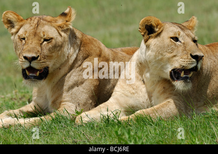 Stock Foto von Löwen Geschwister ruht zusammen, Serengeti Nationalpark, Tansania, Februar 2009. Stockfoto