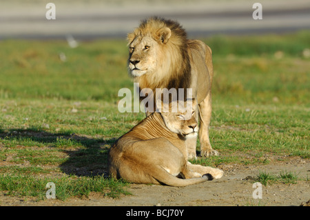 Stock Foto von einem Löwen und Lionesss von der See Masek stolz Ndutu, Ngorongoro Conservation Area, Tansania, Februar 2009. Stockfoto