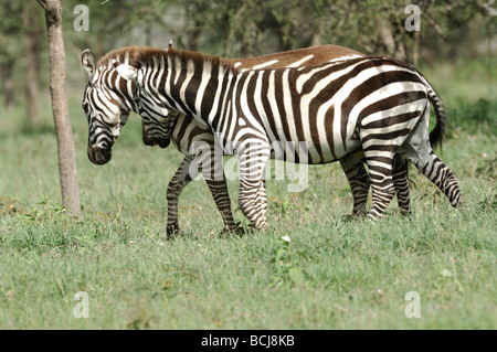 Stock Foto von zwei Zebras Wandern, Serengeti Nationalpark, Tansania, 2009. Stockfoto