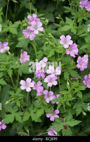 French Cranesbill, Geranium endressii, Geraniaceae. Frankreich, Europa Stockfoto