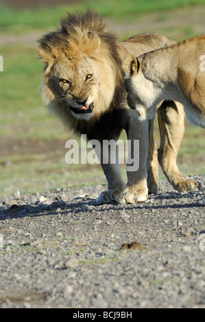 Stock Foto von einem Löwe und Löwin paar Ndutu, Tansania, Februar 2009. Stockfoto