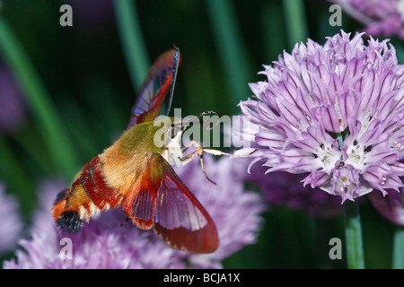 Kolibri Clearwing Moth (Hemaris Thysbe) Stockfoto