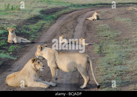 Stock Foto von einem Rudel Löwen ruht in der Straße, Serengeti Nationalpark, Tansania, Februar 2009. Stockfoto