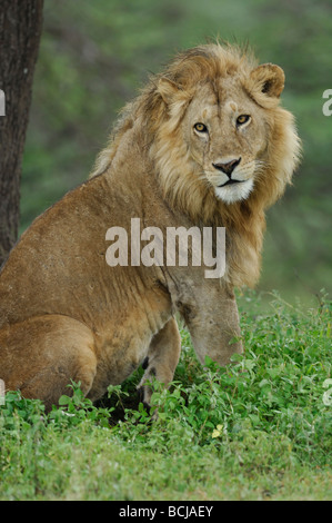 Stock Foto von einem männlichen Löwen in den Ndutu Wald, Tansania, Februar 2009. Stockfoto
