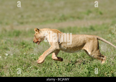 Stock Foto von einem jungen Löwen, die Spaß, Ndutu, Tansania, Februar 2009. Stockfoto