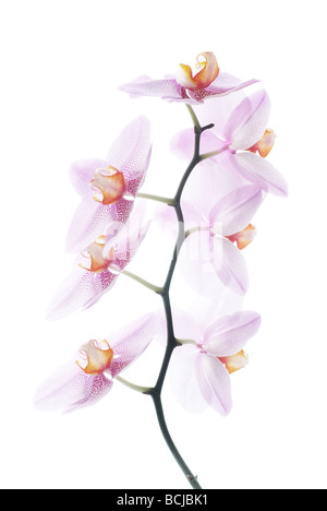 Vertikale Schuss von rosa Phalaenopsis-Orchideen isoliert auf weißem Hintergrund Stockfoto