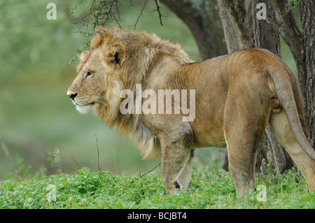 Stock Foto von einem männlichen Löwen unter einem Baum im Regen, Ndutu, Tansania, Februar 2009. Stockfoto