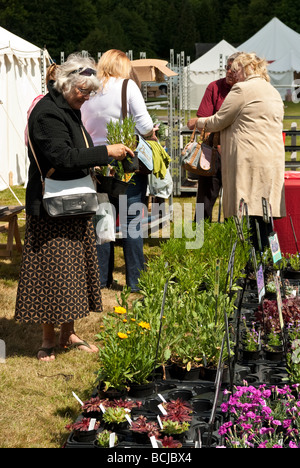 Pflanzen zum Verkauf an einen englischen Country-Blume zu zeigen, in der Nähe von emsworth Stockfoto