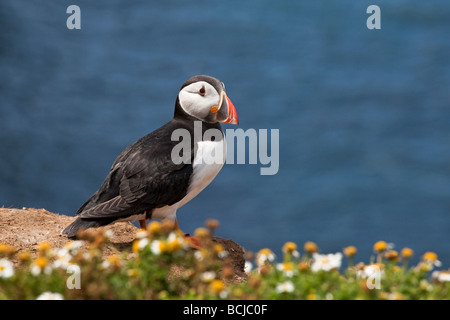 Puffin Stockfoto