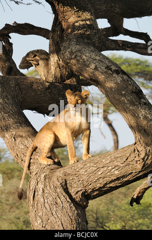 Stock Foto von einer Löwin in einem Baum, Ndutu, Ngorongoro Conservation Area, Tansania, Februar 2009. Stockfoto