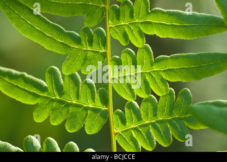 Makroaufnahme von frischem Grün Frühling Farn schön wächst in den Bergen von North Carolina in den Blue Ridge Mountains Stockfoto