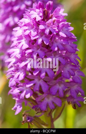 Nahaufnahme von der Pyramiden-Orchidee, Anacamptis pyramidalis Stockfoto