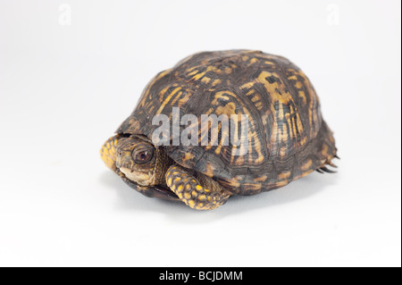 Amerikanischen Kasten-Schildkröte isoliert auf weiss Stockfoto