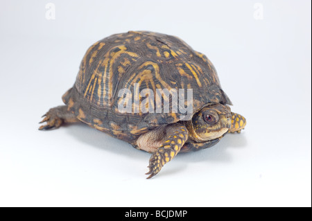 Amerikanischen Kasten-Schildkröte isoliert auf weiss Stockfoto