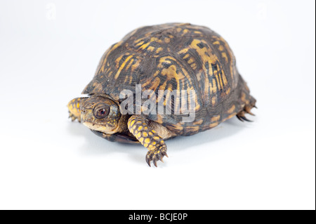 Amerikanischen Kasten-Schildkröte isoliert auf weiss Stockfoto