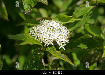 Hartriegel, Cornus sanguineaund, Cornales Stockfoto