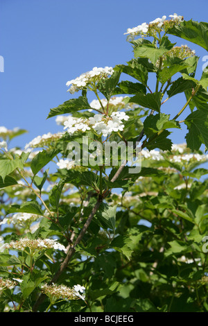 Guelder Rose Blumen, Viburnum Opulus, Adoxaceae Stockfoto