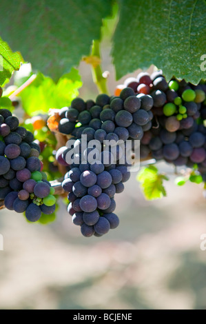 Trauben hängen Reben im Weinberg Weingut im Santa Ynez Valley, Kalifornien Stockfoto