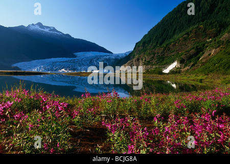 Malerische Mendenhall Gletscher w/Weidenröschen Vordergrund SE AK Sommer Stockfoto