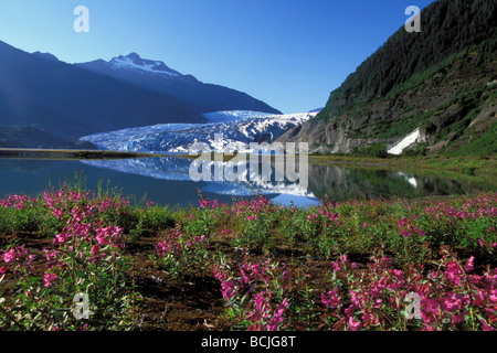 Malerische Mendenhall Gletscher w/Weidenröschen Vordergrund SE AK Sommer Stockfoto