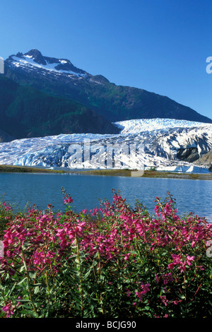 Malerische Mendenhall Gletscher w/Weidenröschen Vordergrund SE AK Sommer Stockfoto