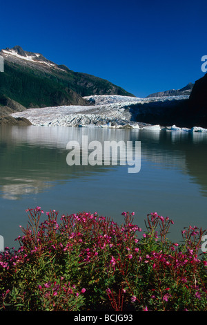 Malerische Mendenhall Gletscher w/Weidenröschen Vordergrund SE AK Sommer Stockfoto