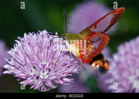 Kolibri Clearwing Moth (Hemaris Thysbe) Stockfoto