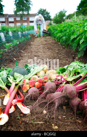 Frisch gegraben Obst & Gemüse aus einer Zuteilung mit alten Mann Saat im Hintergrund Stockfoto