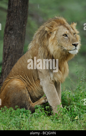 Stock Foto von einem männlichen Löwen in den Ndutu Wald, Tansania, Februar 2009. Stockfoto